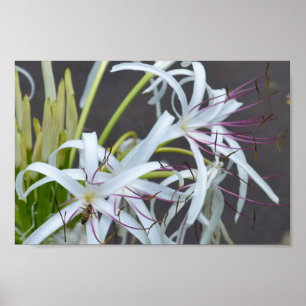 Floral Fragrance poster