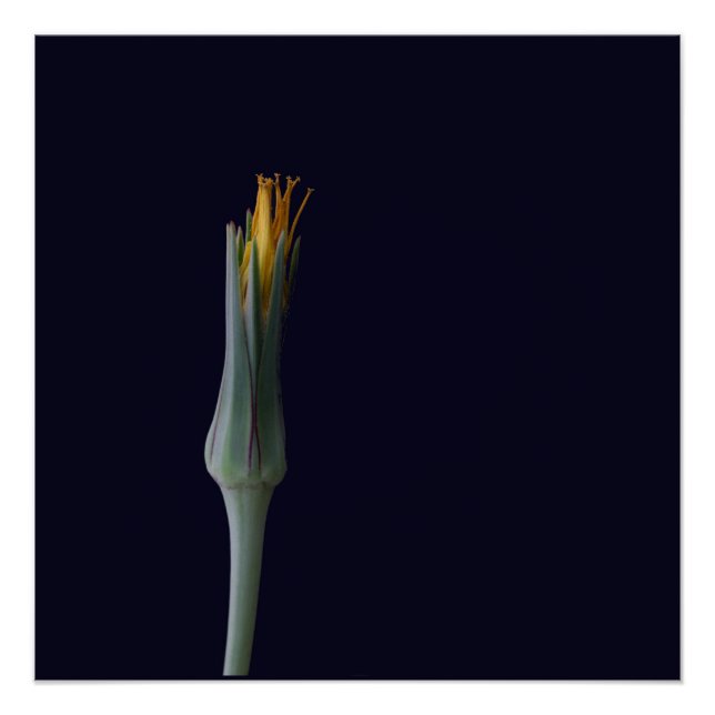 Floral Hidden Beauty Poster (Front)