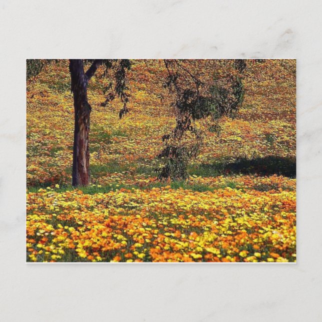 Floral Meadow Postcard (Front)