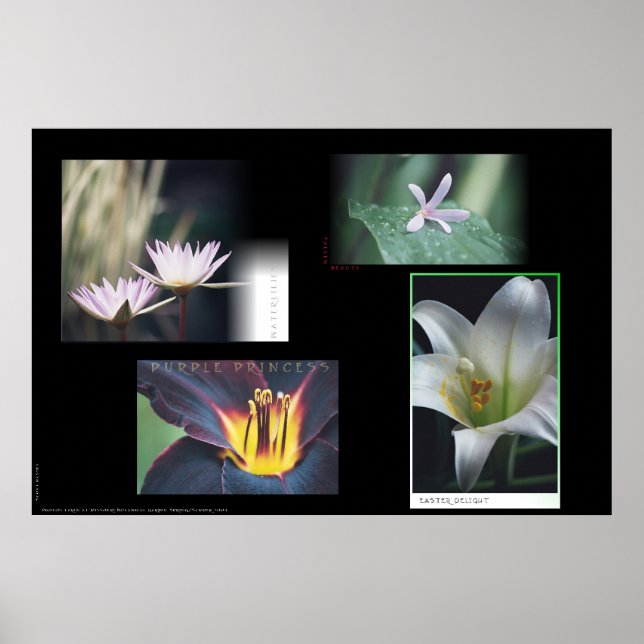 Floral Montage Poster (Front)
