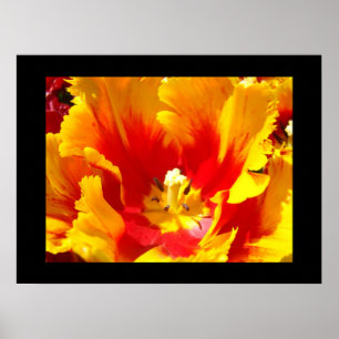 Floral Nature Fine Art Prints Yellow Red Tulip