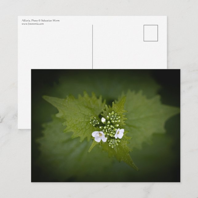 Floral Nature Photo Postcard (Front/Back)