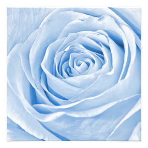 Floral Photo Dainty Light Blue Rose Print