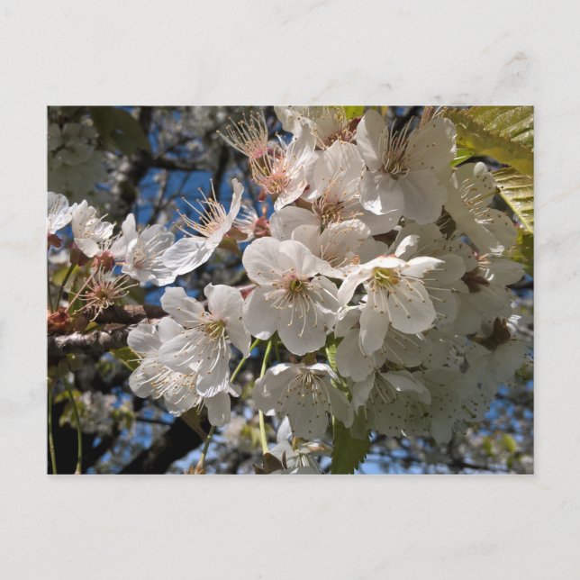 Floral photo postcard with white flowers (Front)