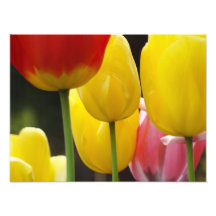 Floral Photography prints Tulip Flowers Nature