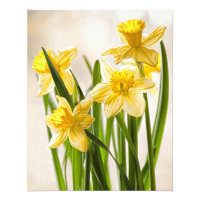 Floral Photography:  Yellow Spring Daffodils