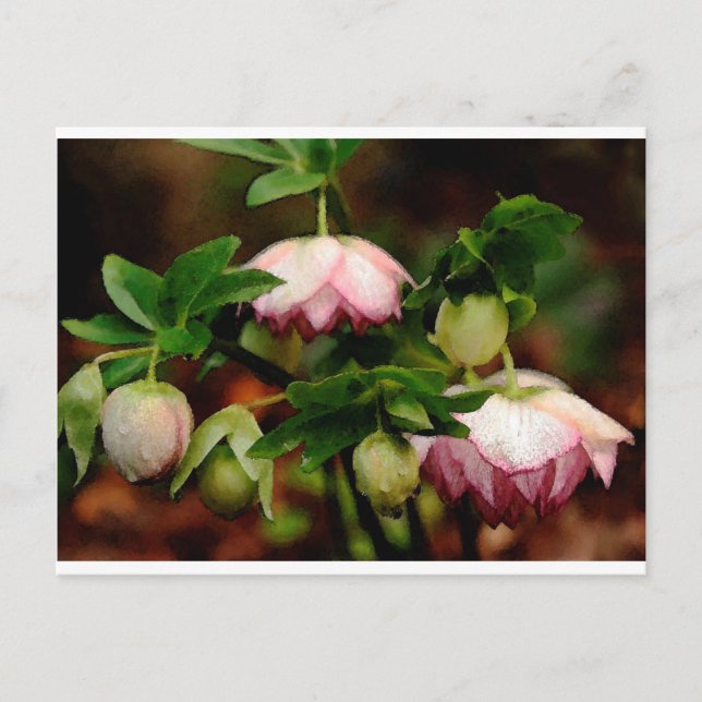 Floral - Pink Hellebores Postcard (Front)