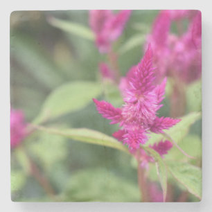 Floral Pink Magenta Flower Celosia Garden Photo Stone Coaster