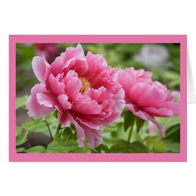 Floral Pink Peonies Flower Blank (Front Horizontal)