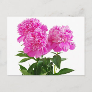 Floral Pink Peony Flower - Thank You, Hello Postcard