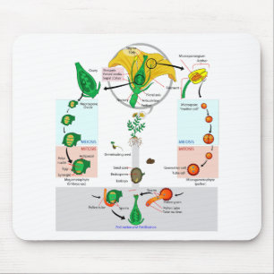 Floral Plant Angiosperm Life Cycle Diagram Chart Mouse Pad