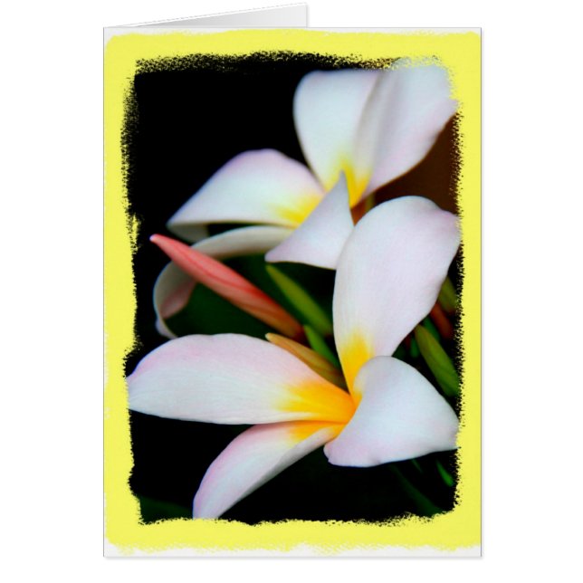 Floral, Plumeria Bloom on Black w/ Yellow Border (Front)
