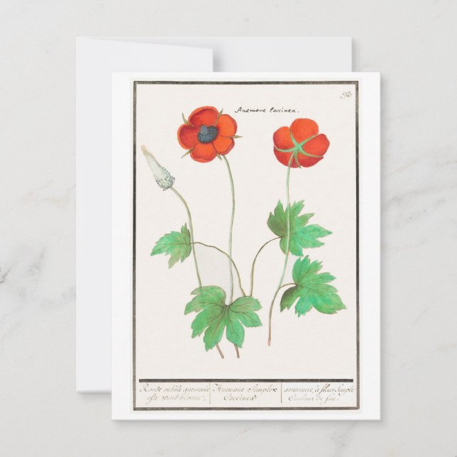 Floral Poppies Vintage Greeting Card (Front)