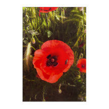 Floral Poppy Dreamer – Botanical Fantasy Art