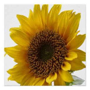 Floral Poster Sunflower