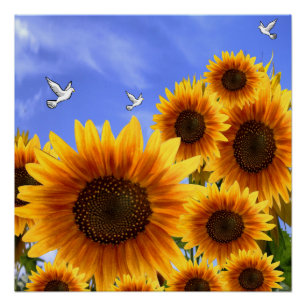 Floral Poster Sunflower