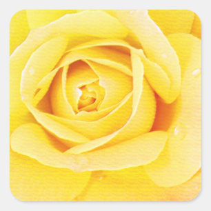 Floral Rose Flower Orange Yellow Easter Spring Square Sticker