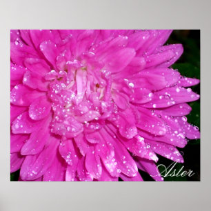 Floral Series:  Asteraceae Poster