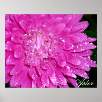 Floral Series:  Asteraceae Poster