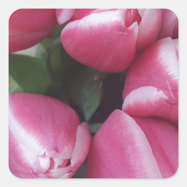 Floral Spring Bouquet of Pink Tulips, Flowers Square Sticker (Front)