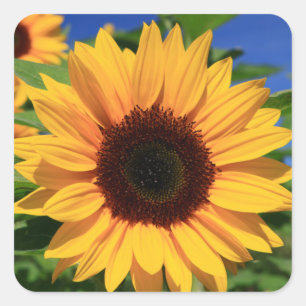 Floral Sunflower Yellow Flower Stickers