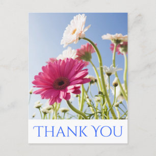 Floral Thank You Pink & White Gerbera Daisy Flower Postcard