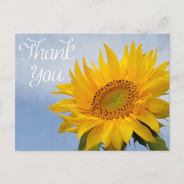 Floral Thank You Sunflower Yellow Flower Blue Sky Postcard (Front)