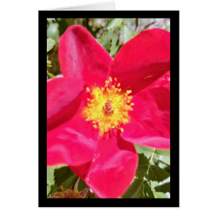 Floral Velvet Punch- Song of Sol. 8:7 Greet. Card
