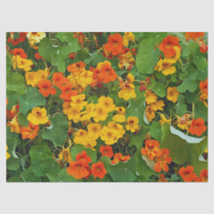 Floral Yellow and Orange Nasturtiums Photo Tissue Paper