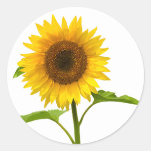 Floral Yellow Sunflower Flowers Classic Round Sticker