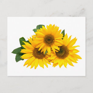 Floral Yellow Sunflowers Flower - Hello, Love Postcard