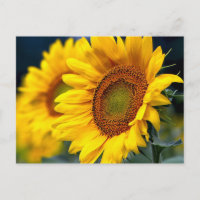 Floral Yellow Sunflowers - Hello, Love, Thank You