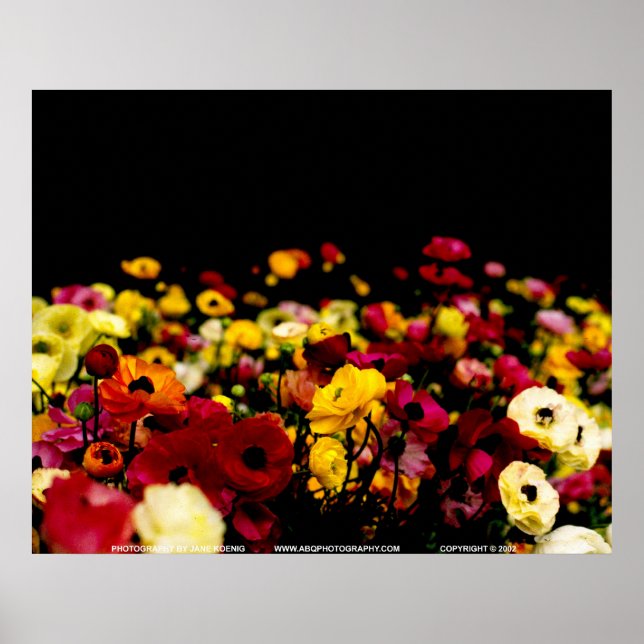 Floralscape/JSKCA001 Poster (Front)