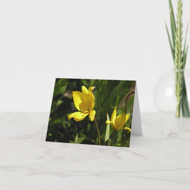 Florentine tulip (Tulipa sylvestris) Holiday Card (Front)
