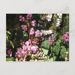 Flores de Orquideas Postcard
