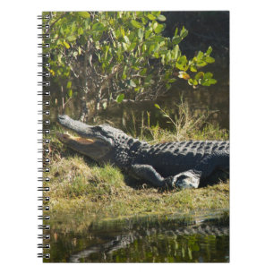 Florida Alligator on a Wild Swamp Grassy Bank Notebook
