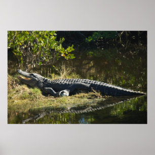 Florida Alligator on Grassy Bank Nature Photograph Poster