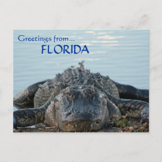 Florida Alligator Postcard