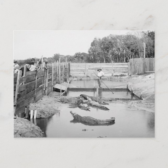 Florida Alligator Show, 1904 Postcard (Front)