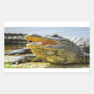 Florida  Alligators  Face to face Rectangular Sticker