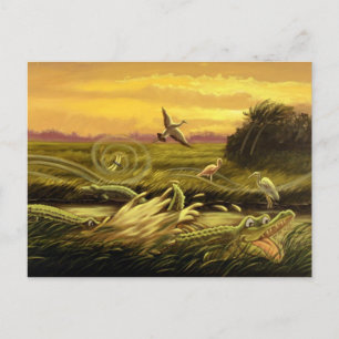 Florida Alligators Postcard