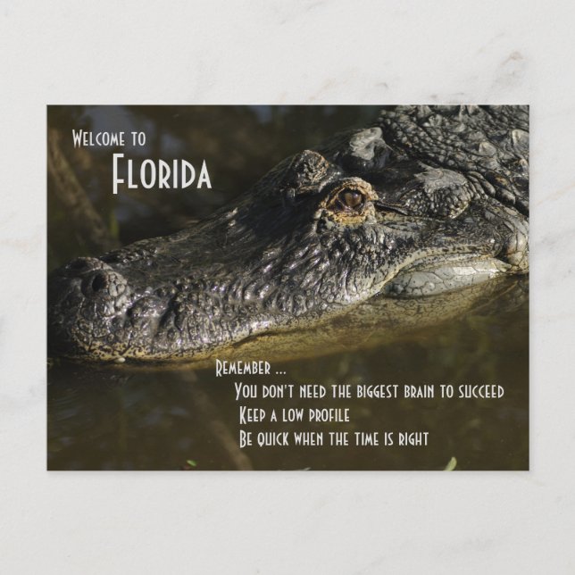 Florida... American Alligator Postcard (Front)