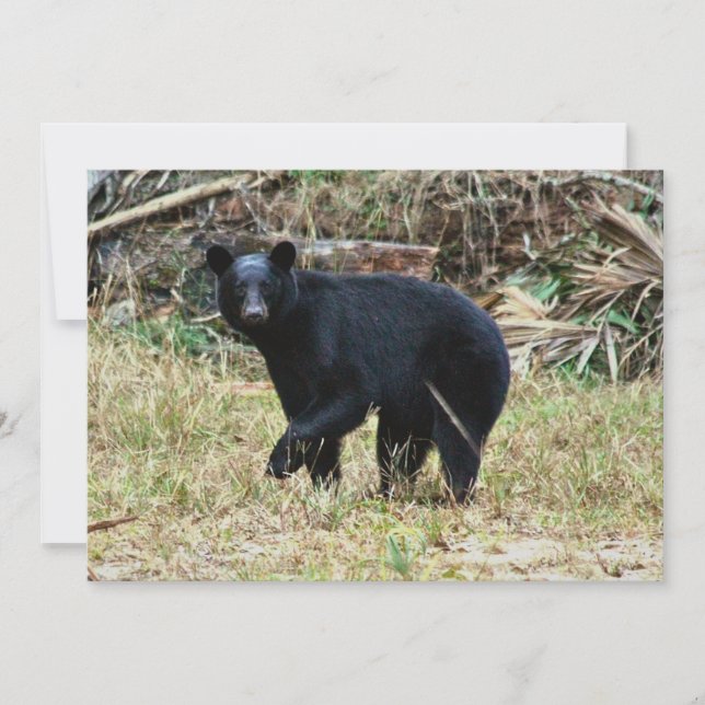Florida Black Bear Card (Front)