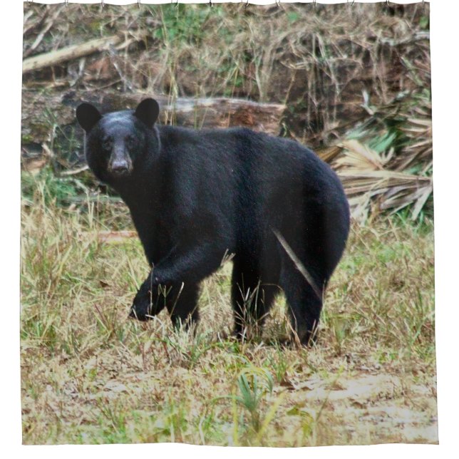 Florida Black Bear Shower Curtain (Front)