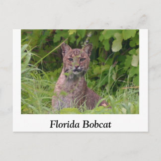 Florida Bobcat Postcard
