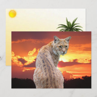 Florida Bobcat with Gorgeous Sunset Flat Card