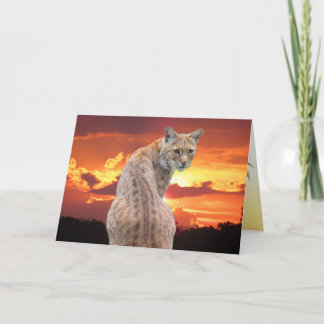 Florida Bobcat with Gorgeous Sunset Folded Card