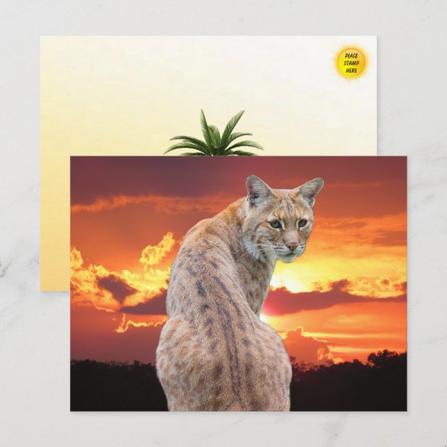 Florida Bobcat with Gorgeous sunset Postcard (Front/Back)