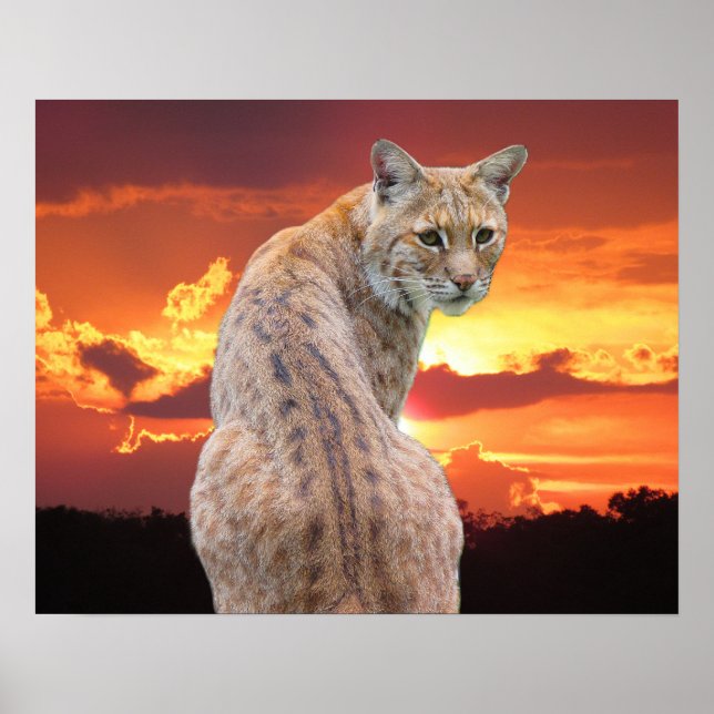 Florida Bobcat with Gorgeous sunset Poster (Front)