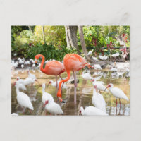 Florida Bonita Springs Pink Flamingo Travel